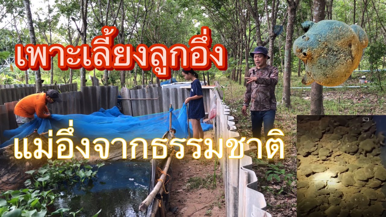 เพาะพันธุ์ลูกอึ่งเผ้าขายหนึ่งปีมีครั้งเดียว#อึ่งเผ้า#ลูกอึ่งเผ้า#เกษตรพอเพียงแบบผสมผสาน #