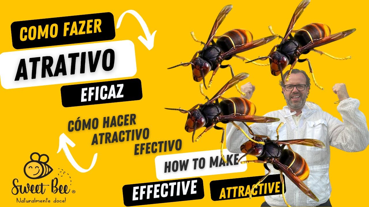 Vespa Velutina (Asiática) | Atrativo Eficaz / Asian Wasp | Effective Attractant / Atrayente eficaz