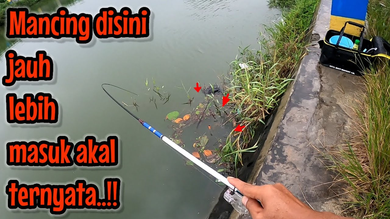 TAU BEGINI LANGSUNG KESINI SAYA ‼️ mancing ikan red devil NAHOL MANIA 