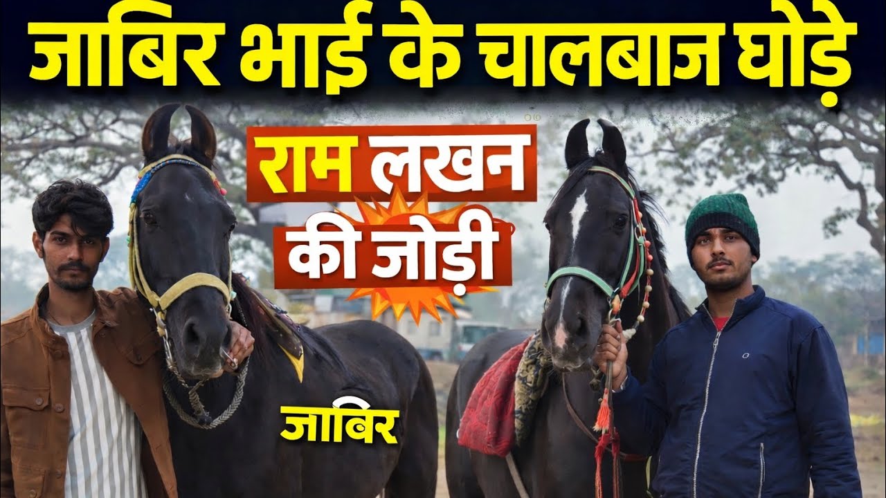 चालबाज घोड़ों का व्यापारी, जाबिर भाई. 95360 01842