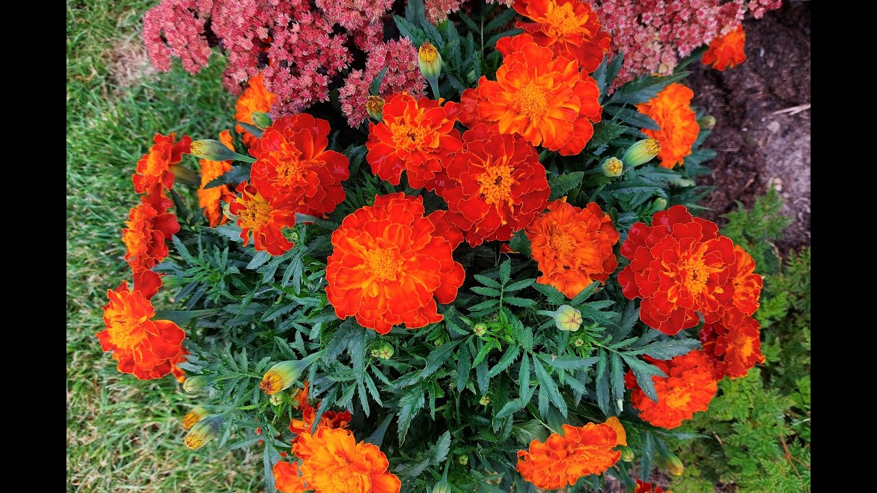 Spacer po działce i kwiaty w rozkwicie.