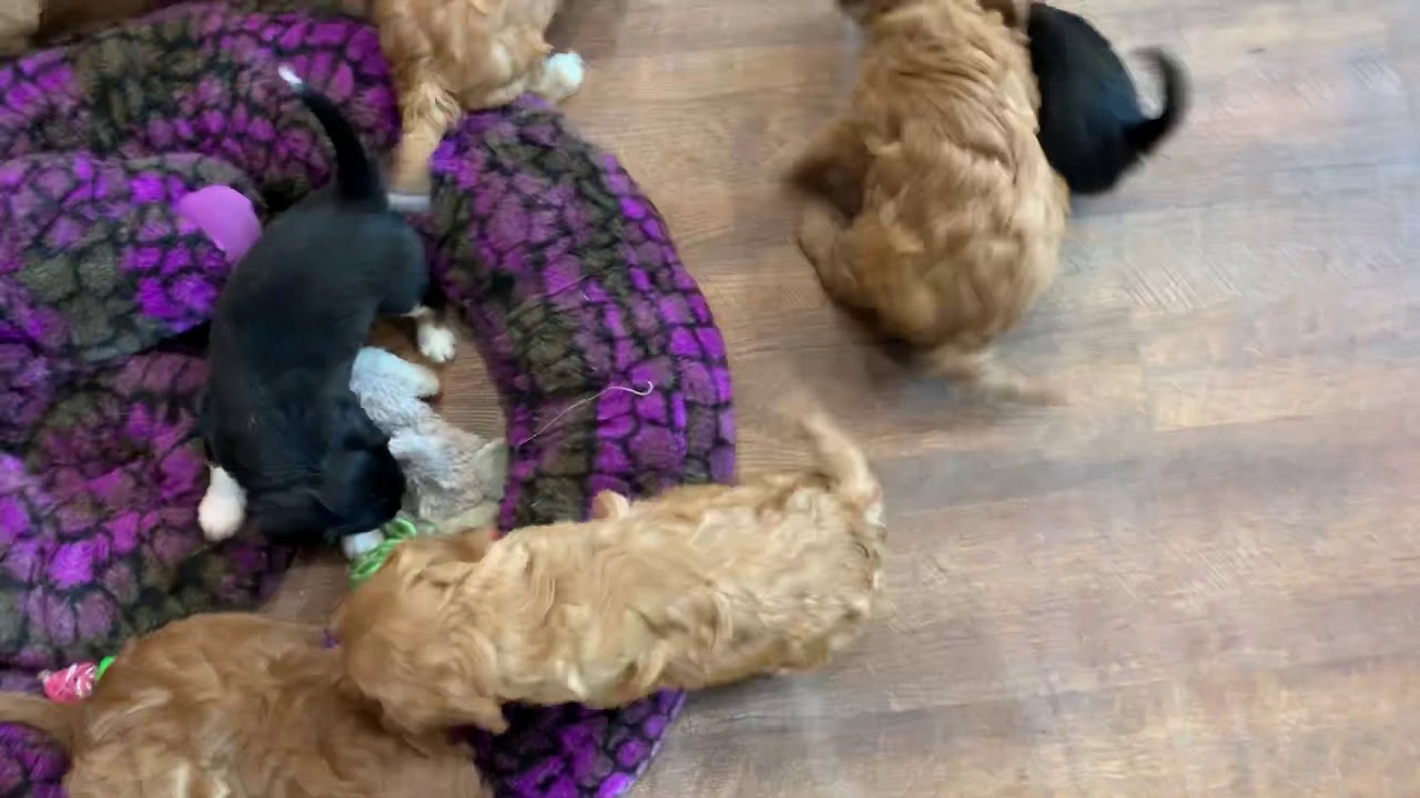 Lots of puppies!