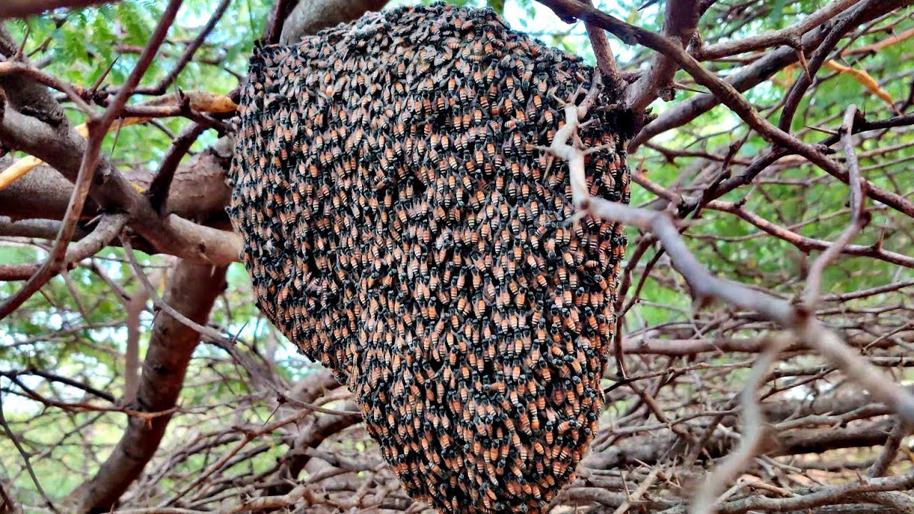 தேனீக்கள் இடம் கொட்டு வாங்காமல் தேன் எடுப்பது எப்படி