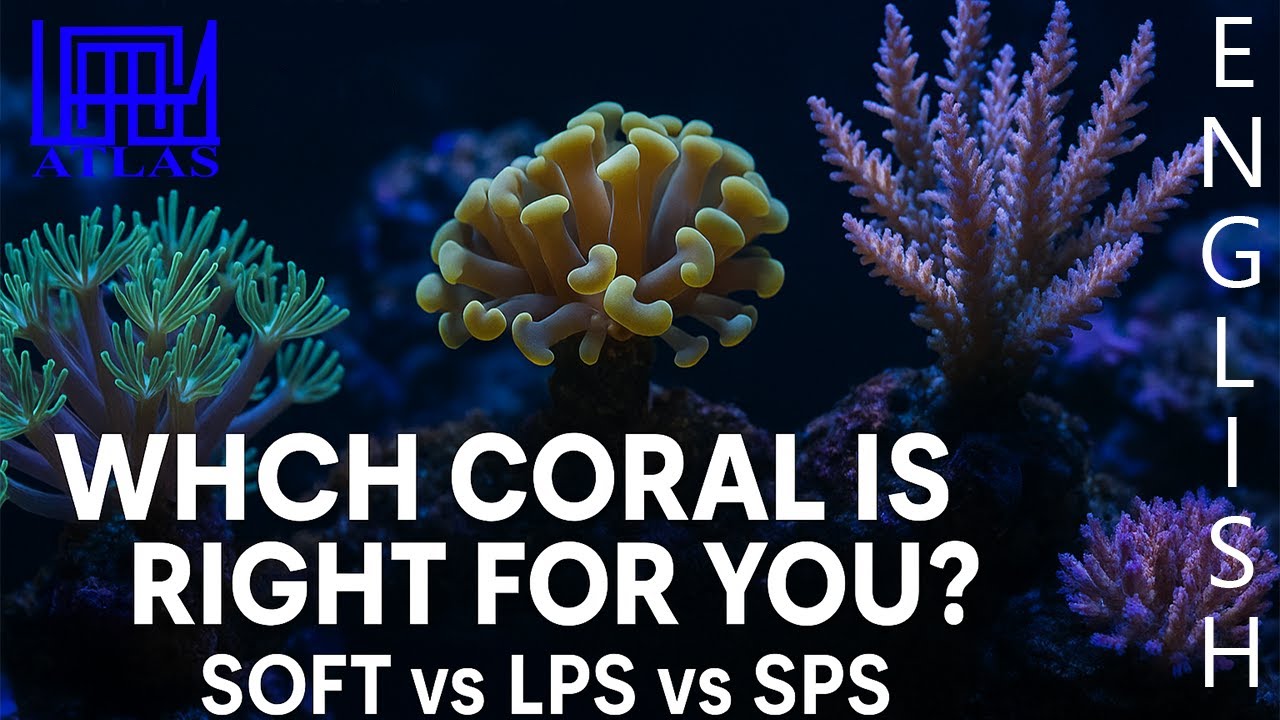 The 3 Types of Corals Soft, LPS & SPS &ndash; Differences, Needs, and Tips for Your Reef Aquarium
