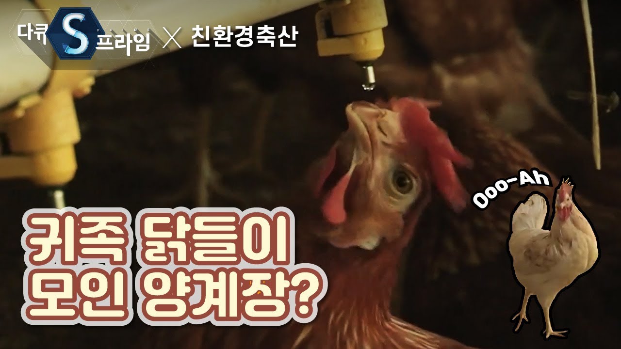 1급수 마시고 모래목욕하는 닭들이 사는 양계장 [친환경 축산] / YTN사이언스