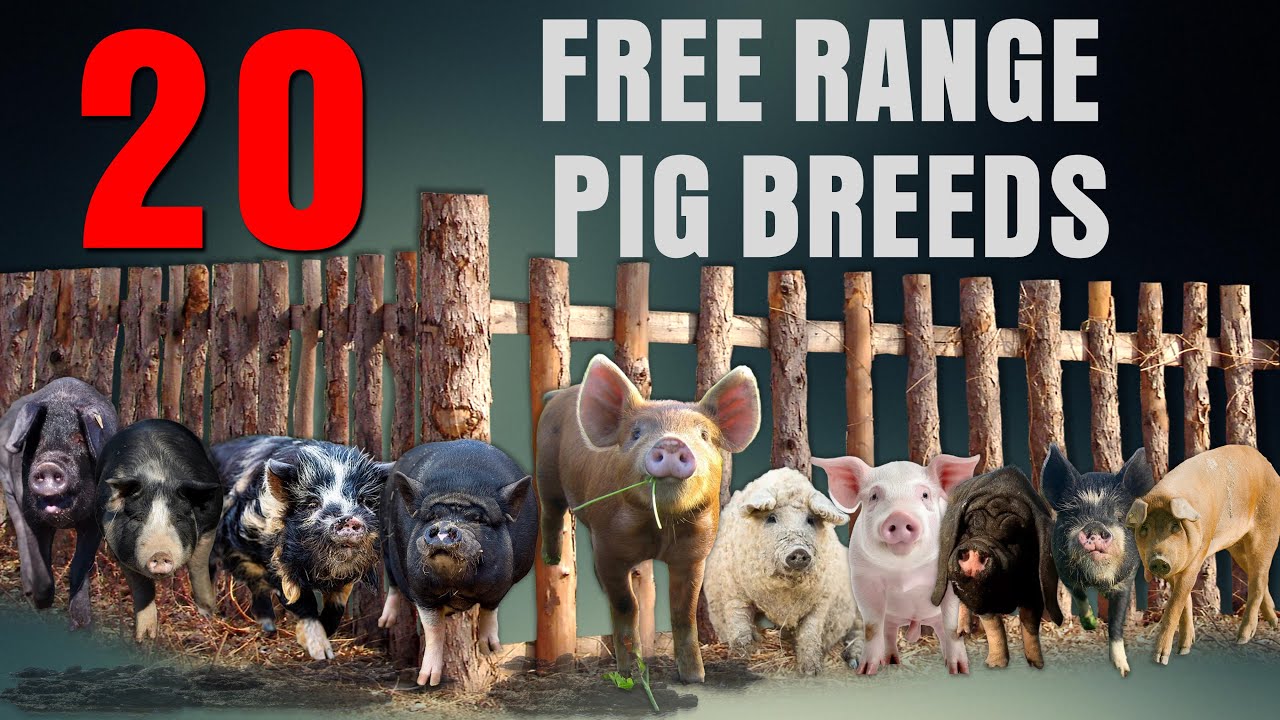 Top 20 Pig Breeds for Free Range Farming | Fastest Gain Weight | Pasture Pigs