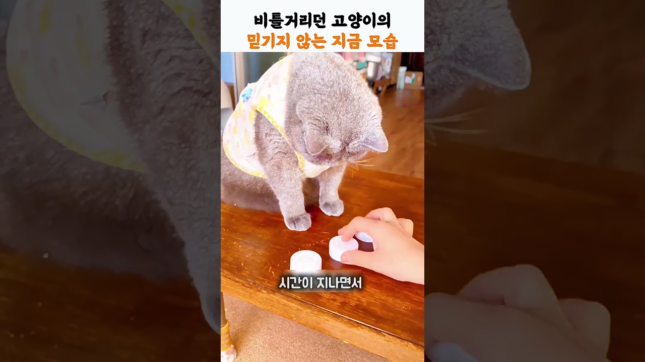 비틀거리던 고양이의 믿기지 않는 지금 모습 #동물구조 #유기묘