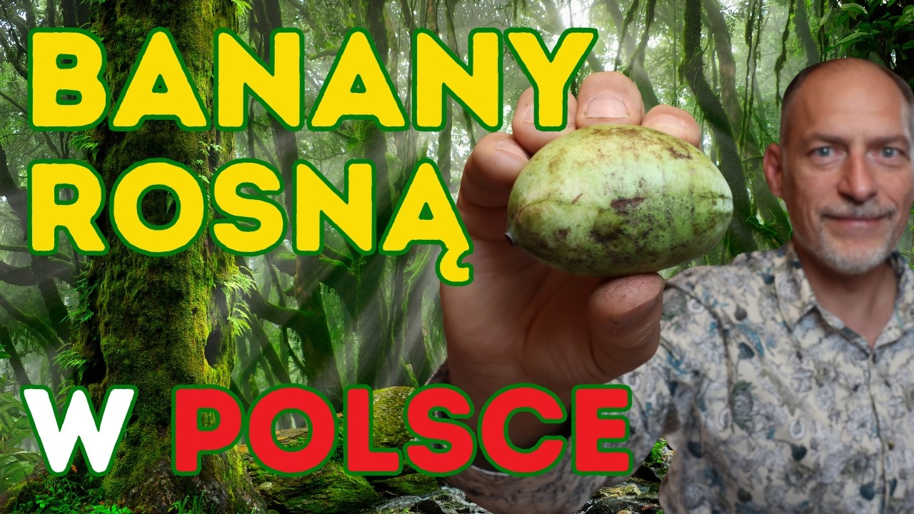 🍌 Uprawiaj BANANY w Polsce (URODLIN egzotyczny i PYSZNY owoc) 🔥