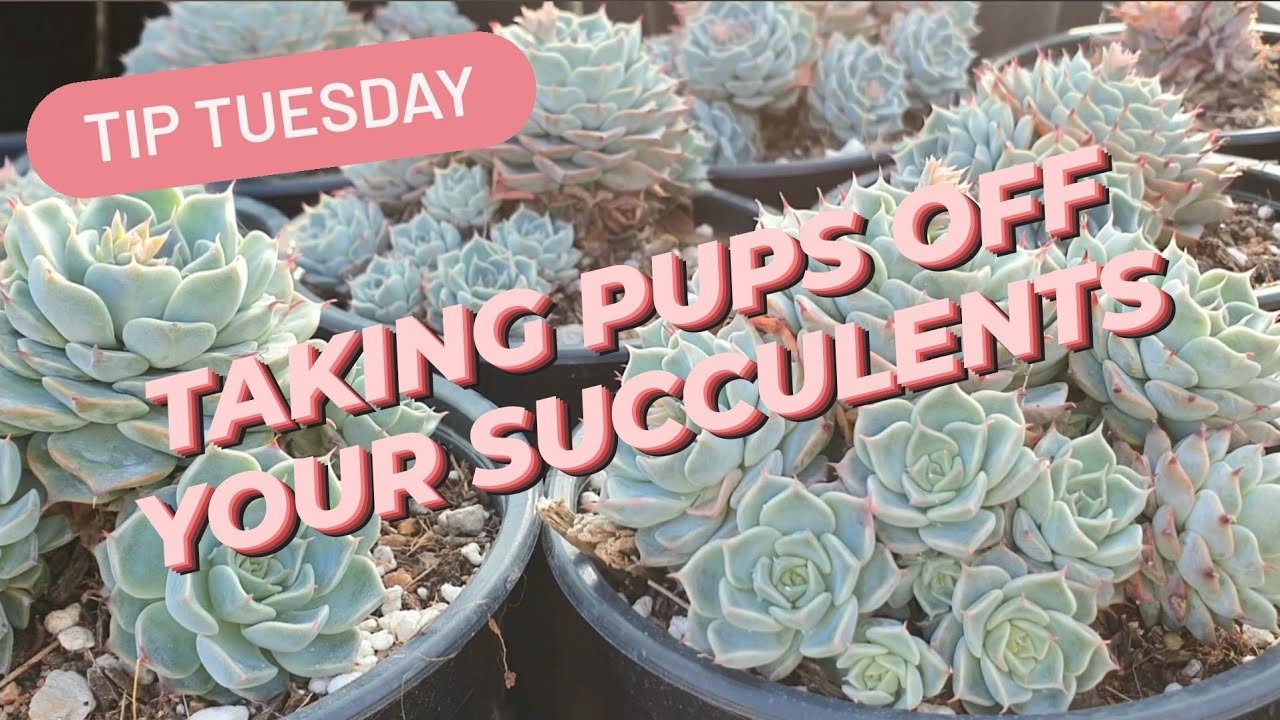 TAKING PUPS OFF YOUR SUCCULENTS 😊🌱💖