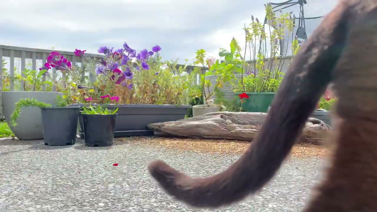 Cat TV birds 09