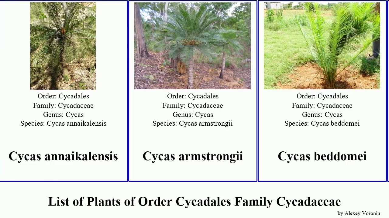 List of Plants of Order Cycadales Family Cycadaceae cycas indica inermis angulata Logos Housin