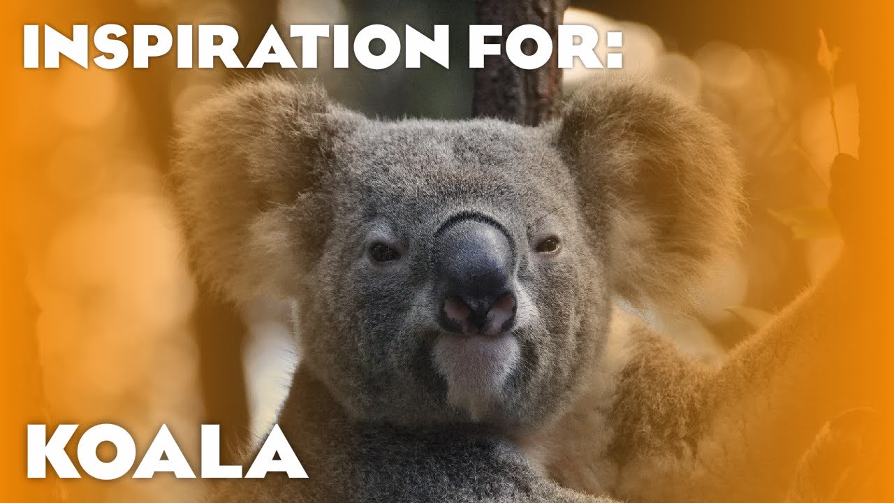6 Real Koala Habitats! (Planet Zoo Inspiration)