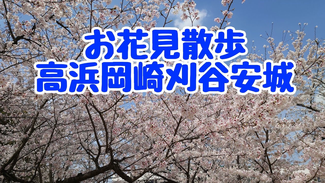 ぼっち女のお花見散歩！高浜刈谷岡崎安城の桜スポットへ