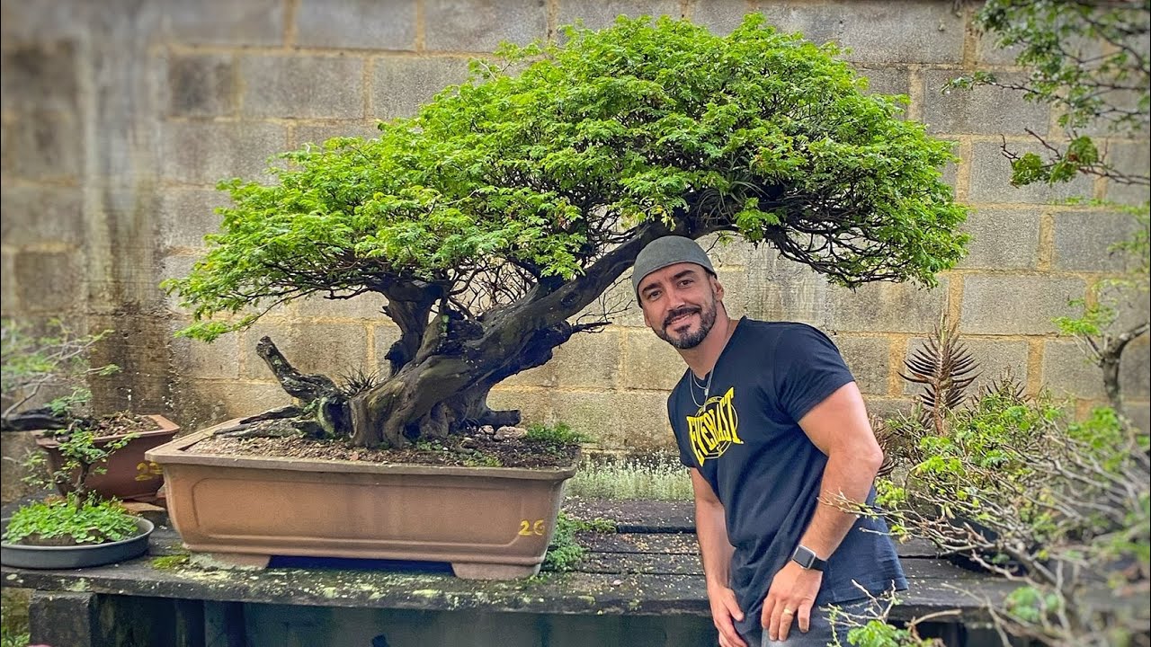 COMPREI UM BONSAI DE R$ 8000,00 | ABC DO BONSAI NA ESTRADA