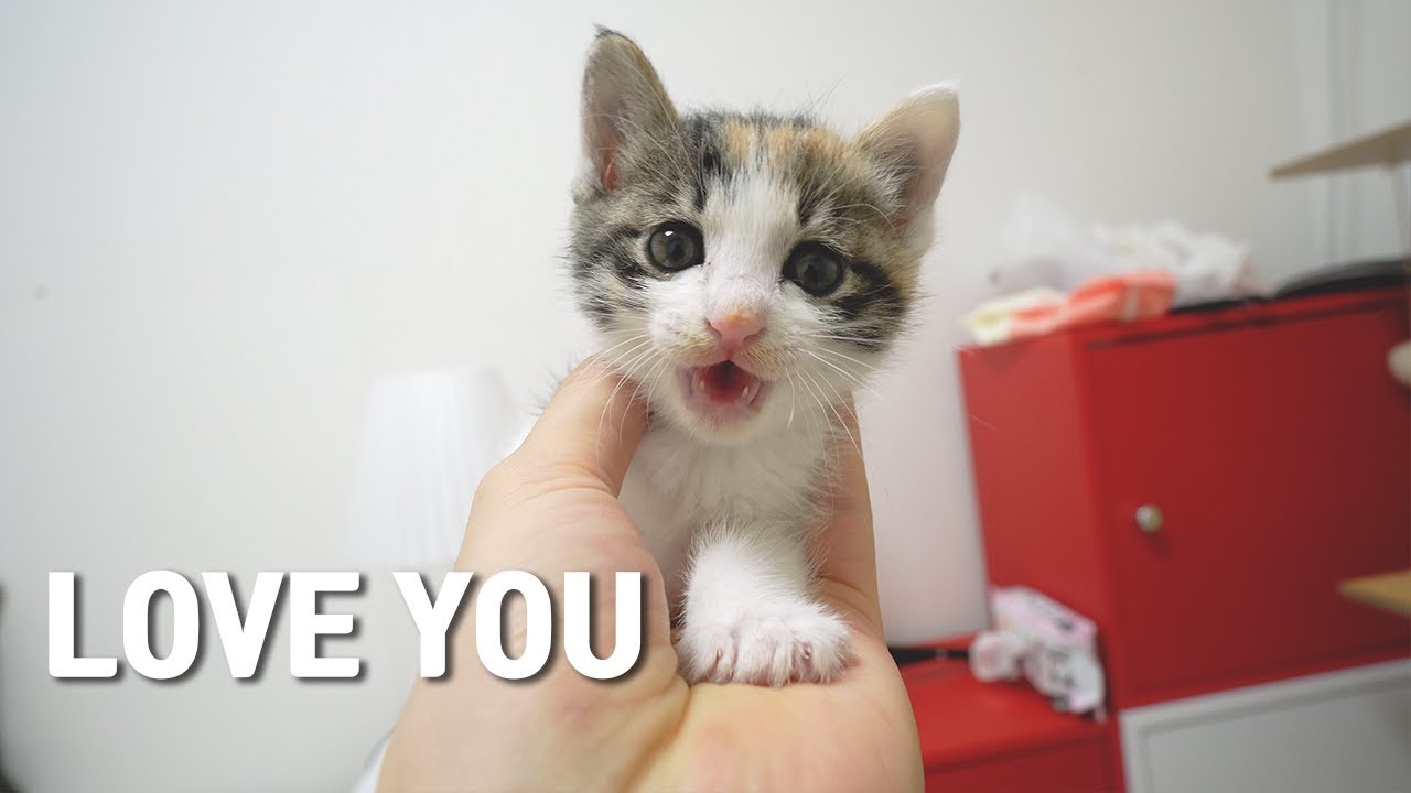 What a Cat Does When She Loves Her Owner!