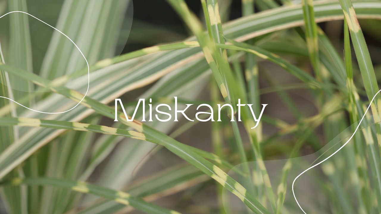 Ciekawe miskanty i nie tylko