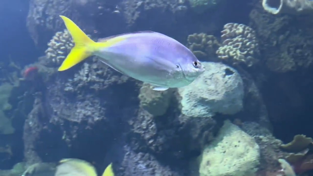 Lil Wes Plays at the Shed Aquarium