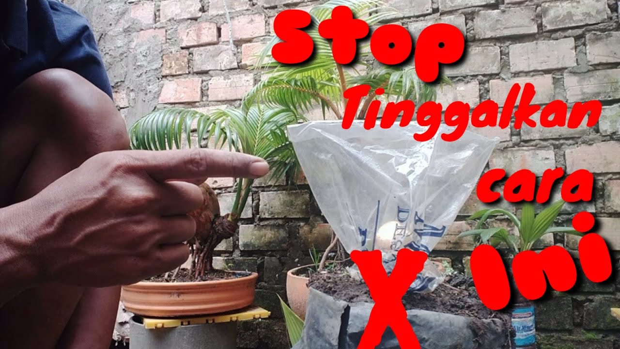 Cara tebas EXTRIME Bonsai Kelapa yang benar