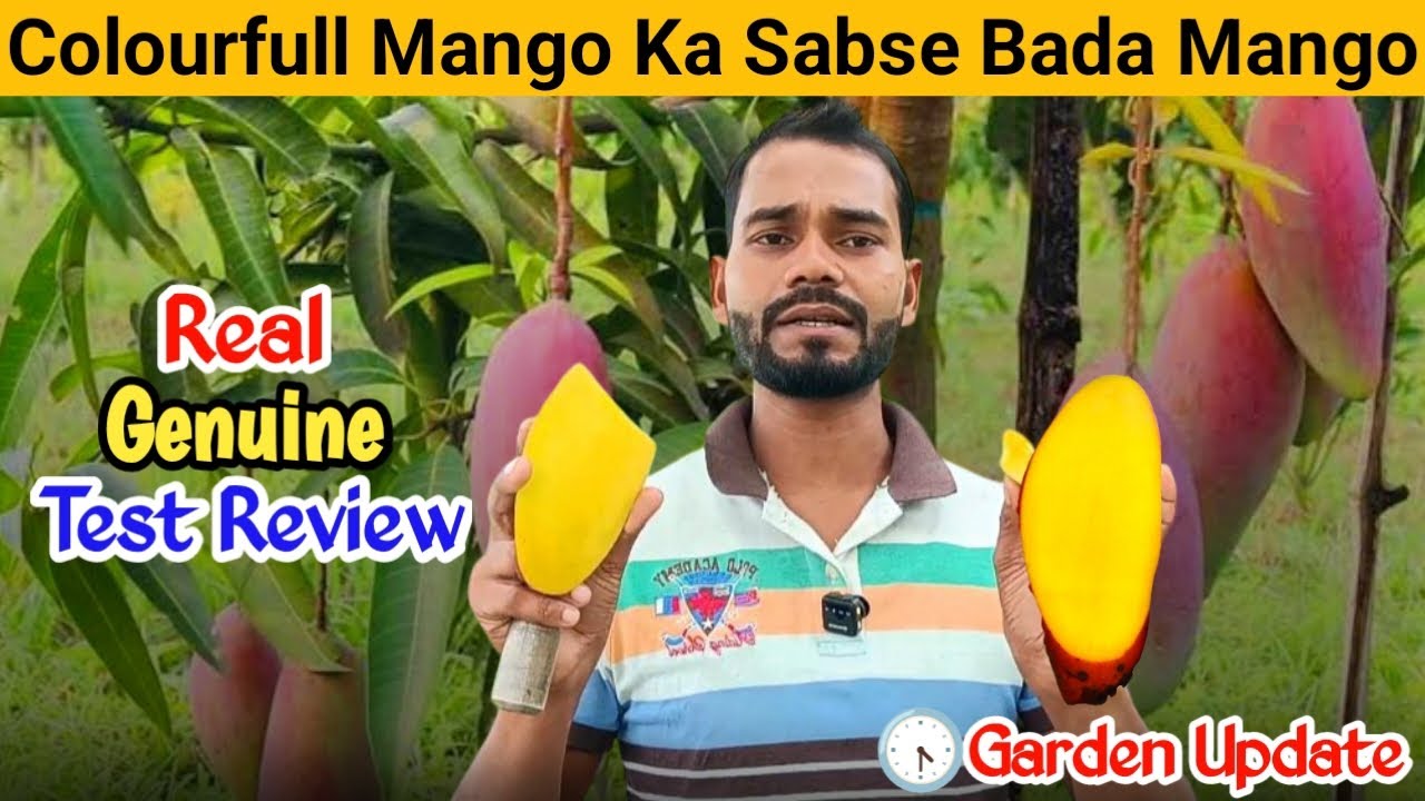 Best Mango Variety for Terrace Garden