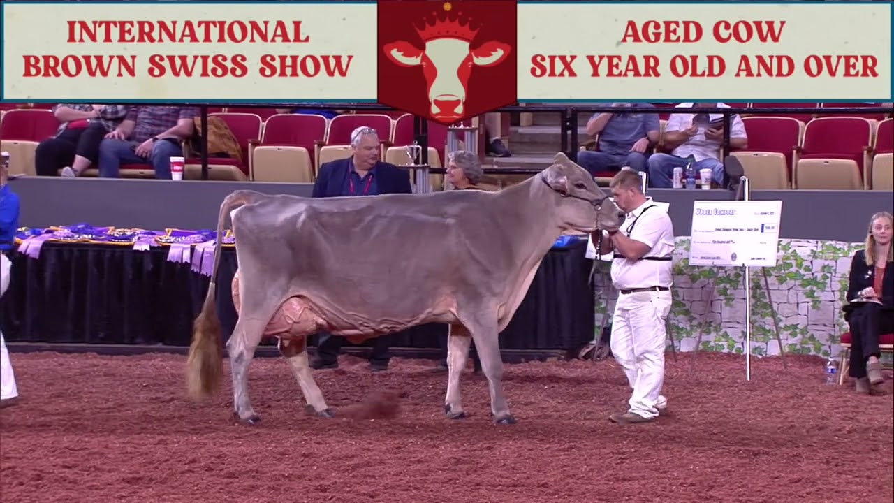 340 AGED 6+ COW - BROWN SWISS