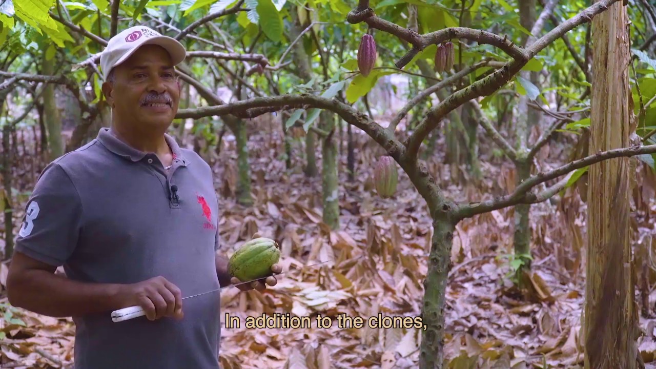 Unique Cocoa Varieties in the Dominican Republic