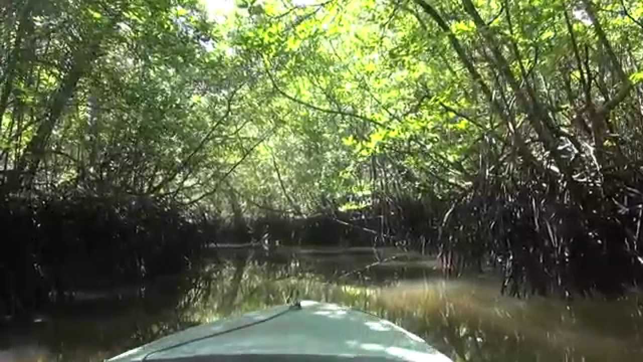 Bintan Mangrove Swamp Tour, Bintan Island, Indonesia