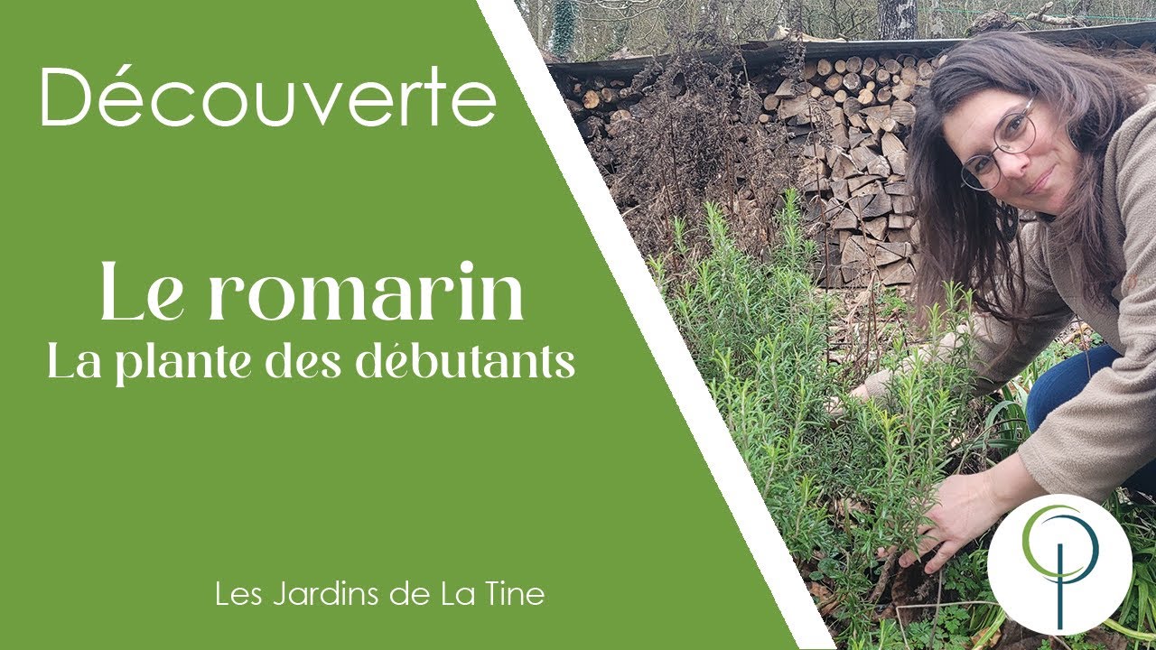 Salvia rosmarinus  -  la plante des débutants -  Les jardins de La Tine