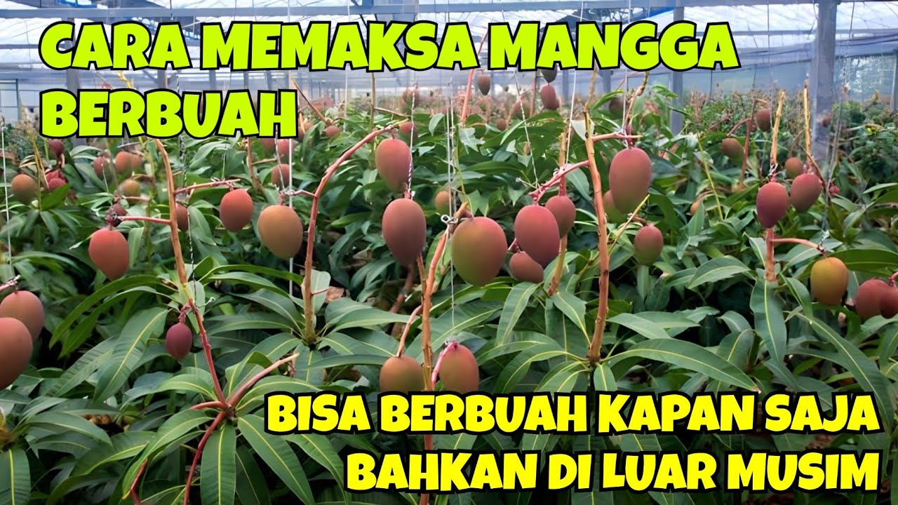 CARA MEMAKSA MANGGA BERBUAH, BISA BERBUAH KAPAN SAJA BAHKAN DI LUAR MUSIM
