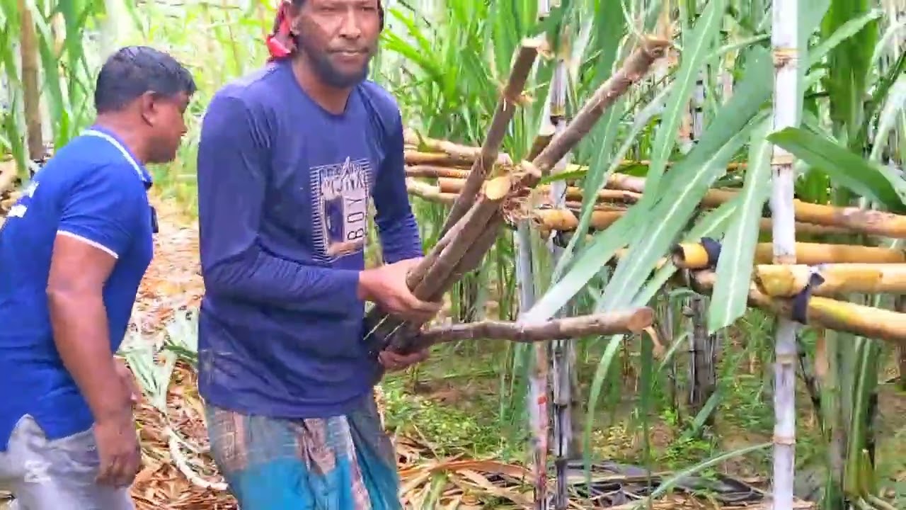 আখ এর চারা ও কাটিং  বিক্রয় করা হছে কার যদি চারা ও কাটিং লাগে তাহলে আমাদের সাথে যোগাযোগ করতে পারেন  