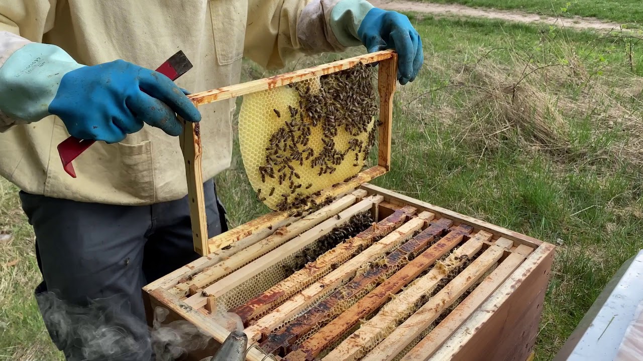 🐝Drohnenrahmen bei den Bienen einsetzen🐝