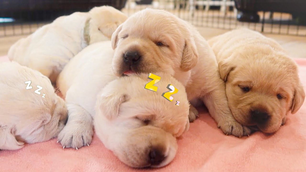 Sleeping In Late With Our Chonkiest Puppies!!