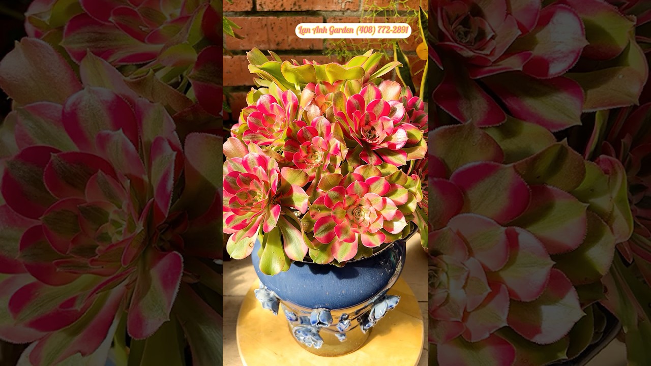Aeonium Strawberry 