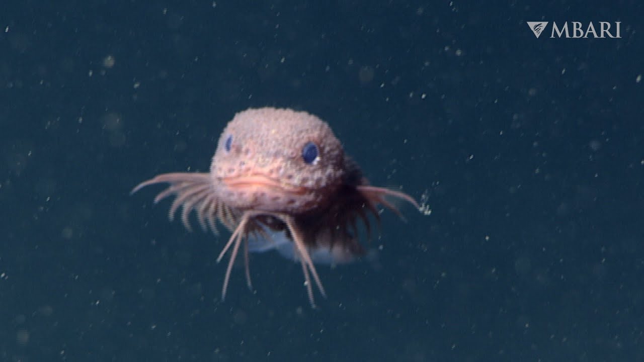 MBARI's advanced underwater robot reveals a new species of deep-sea snailfish