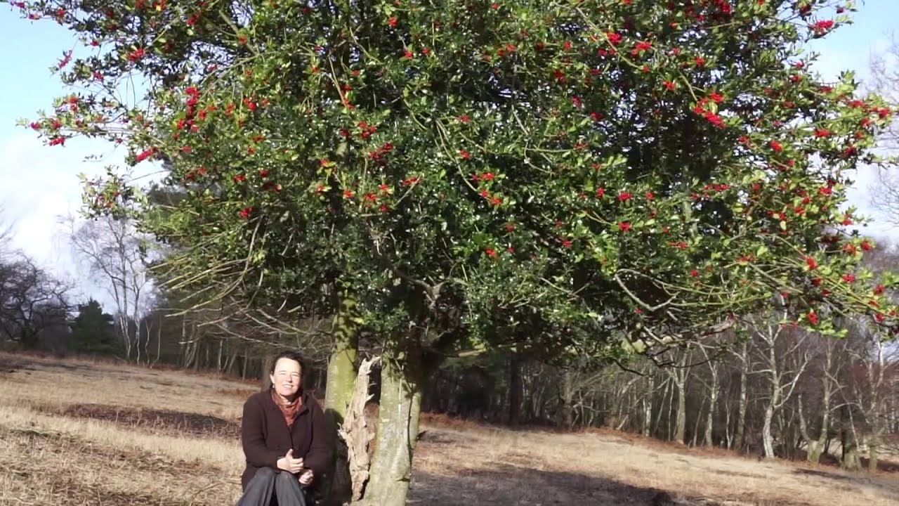 Holly Song