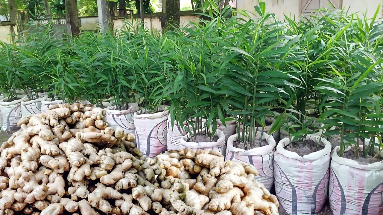 Beginner's Guide to Growing Ginger | Simple & Impressive!
