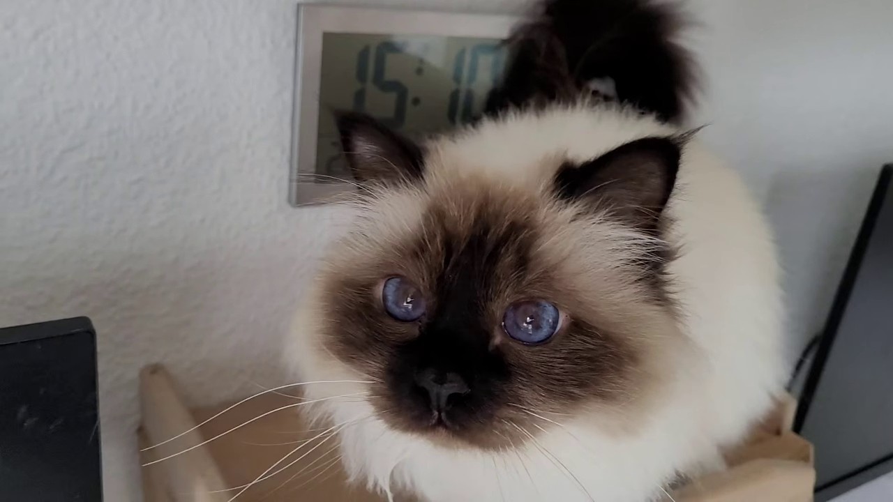 'Dont Try Cuddling me, GIMME SNACKS!'