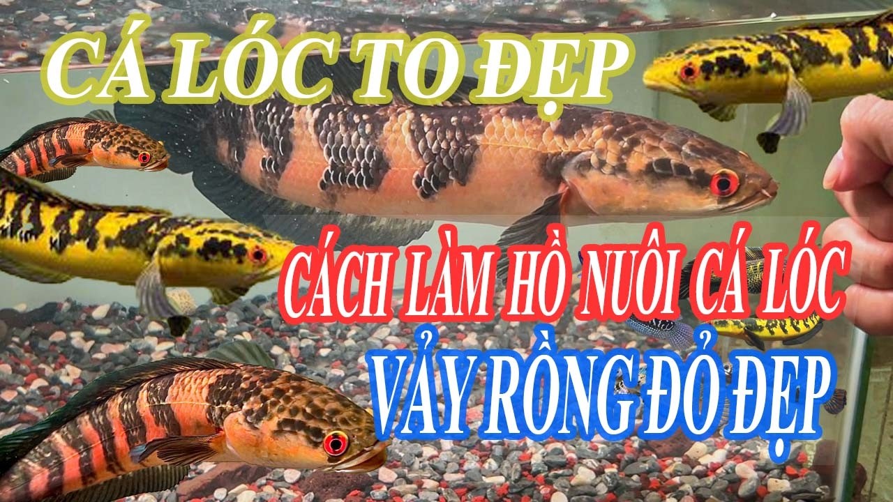 CÁCH LÀM HỒ NUÔI CÁ LÓC VẢY RỒNG ĐỎ SIZE KHỦNG #chana #calocvayrong #chana #shorts