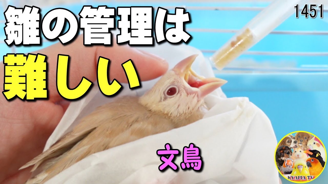 お迎えした文鳥 雛のさし餌で苦労しました｜温度管理 28度 湿度50% Java sparrow Hand Feeding　#1451