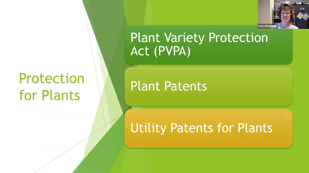 How to Patent Plants: Cannabis and Other Colorful Plants Included