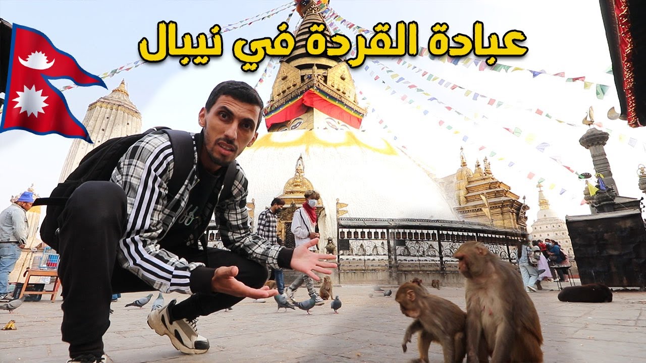 تقديس و عبادة القردة في نيبال 🇳🇵#nepal