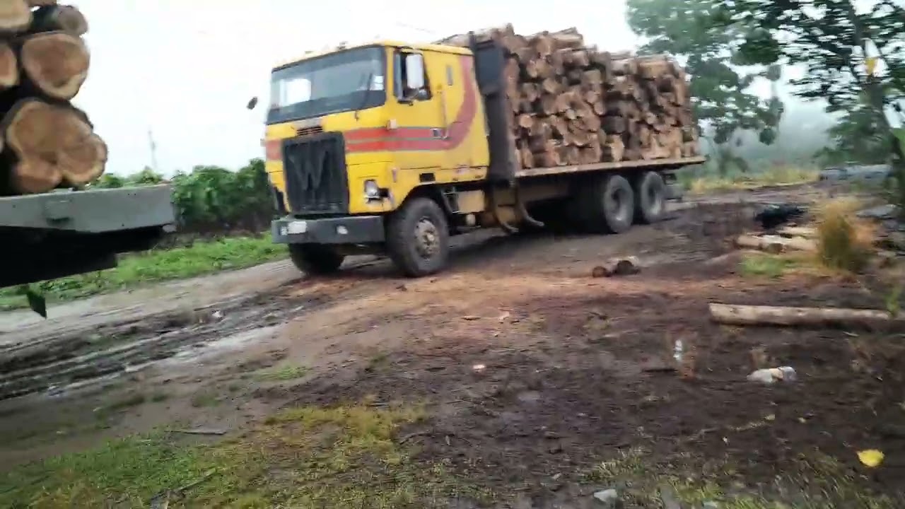 Wood come for Sawing in yard