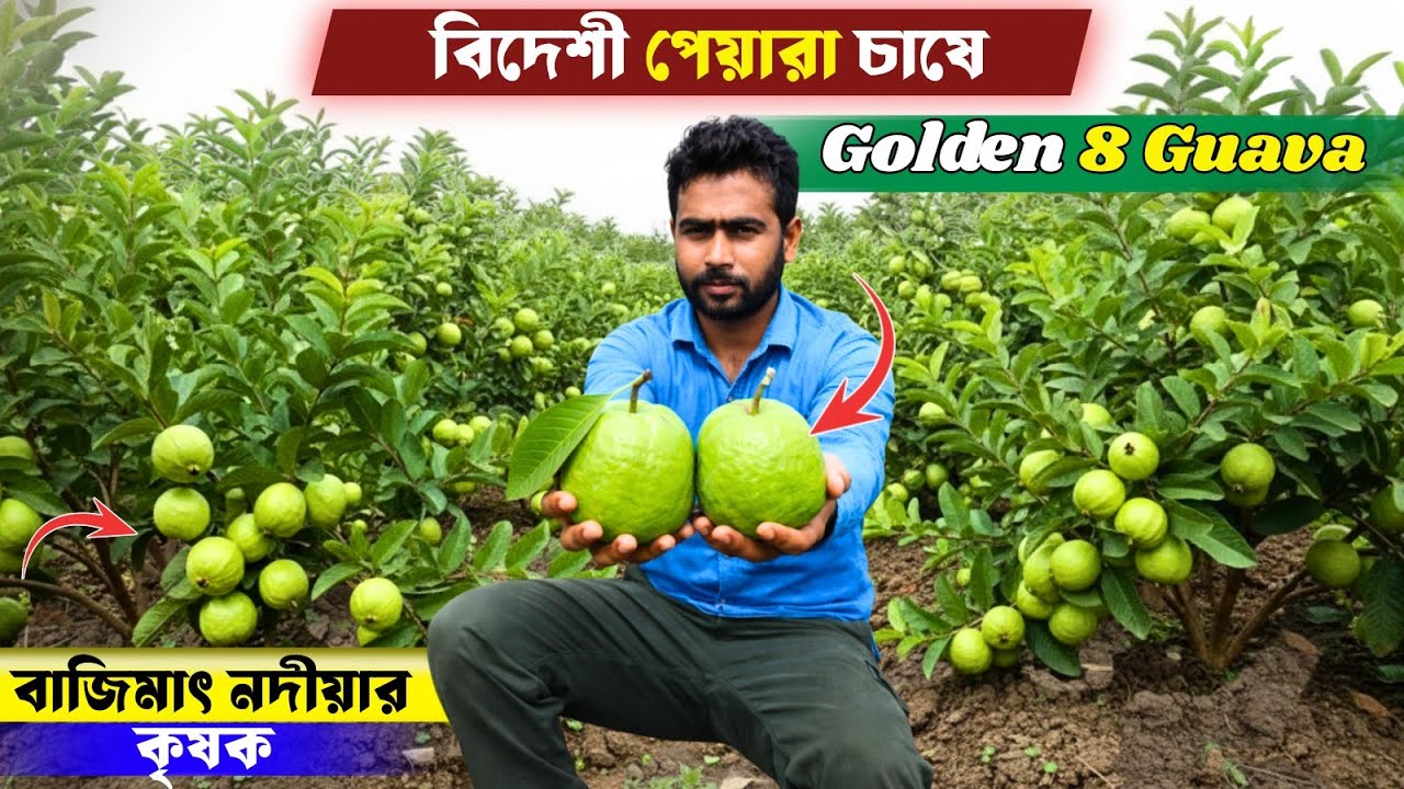 বিদেশি পেয়ারা চাষ করে কতটা সফল হয়েছেন নদীয়ার কৃষক? | Golden 8 Guava Farming @agriculturediary 
