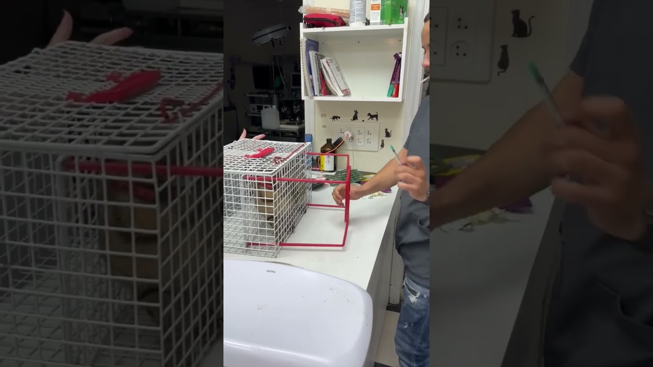 Veterinarian shows how to deal with angry and uncooperative cat