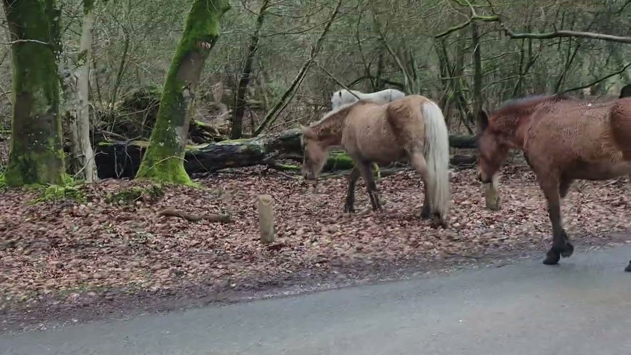 New Forest Pony chilling#newforest#horse#pony#animals