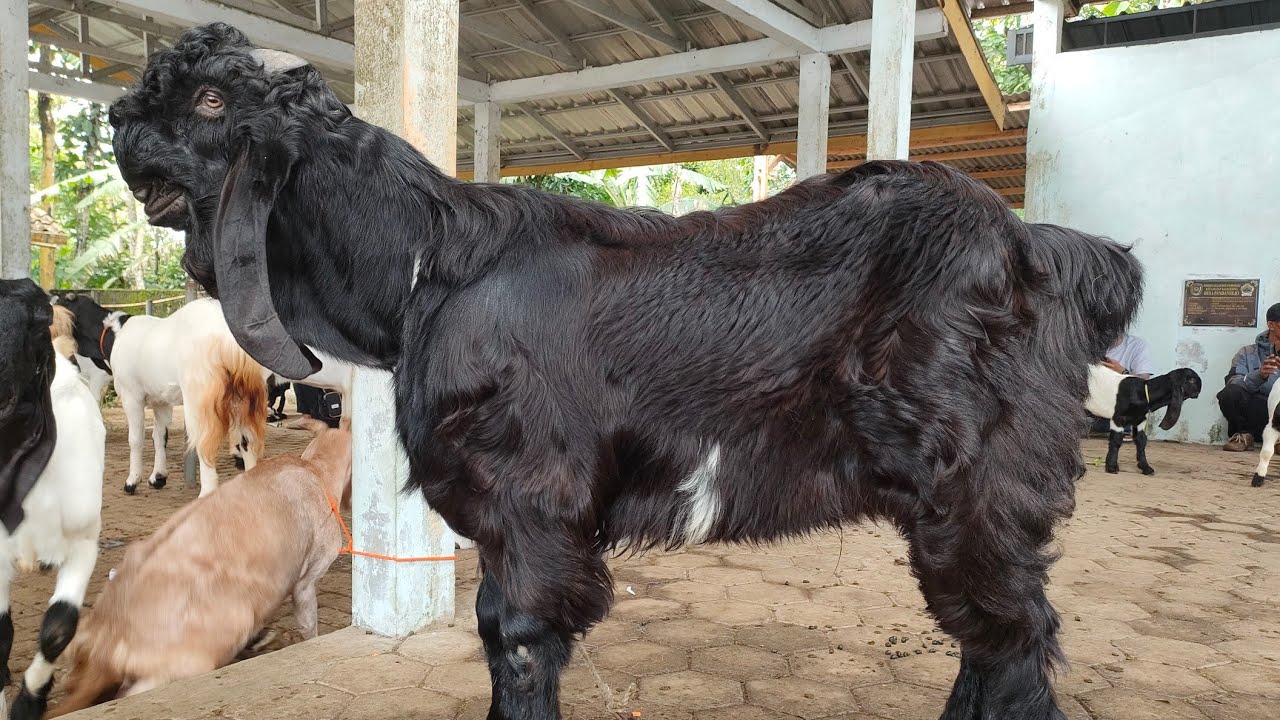 CALON JANTAN JUMBO LUR ‼️ Pasar Kambing PE Kaligesing.