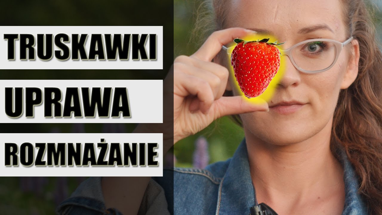 WSZYSTKO co musisz wiedzieć o uprawie TRUSKAWKI w ogrodzie