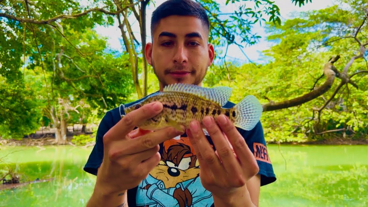 Pescando con carnada viva, agarrando guapotes y filines 