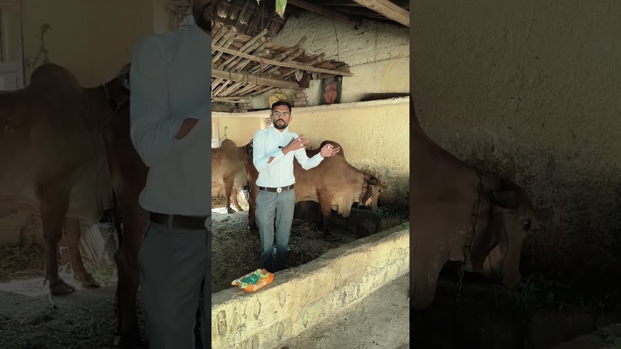 repeat breeding in cow and buffalo
