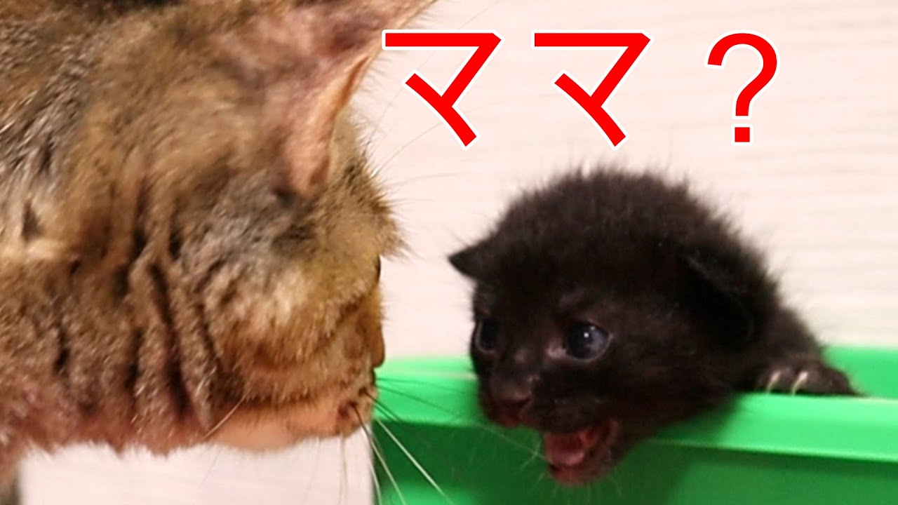 【子猫保護】捨て猫の赤ちゃんが心配で見守る先住保護猫と小型犬