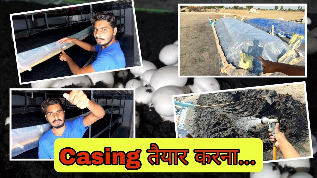 Casing के बारे में सब जानकारी || Button Mushroom || Rural Story
